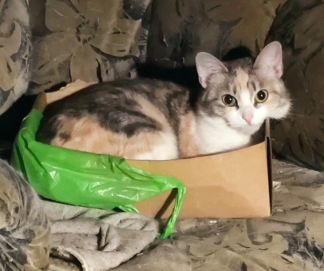 Моя кошка тов. майор...