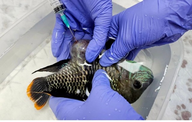 Московские ветеринары сделали УЗИ рыбе