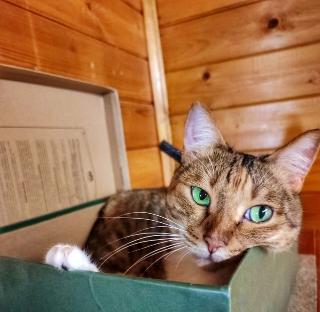 Котовторник?