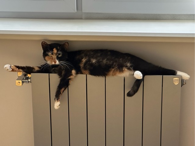 Уютное для котовторника