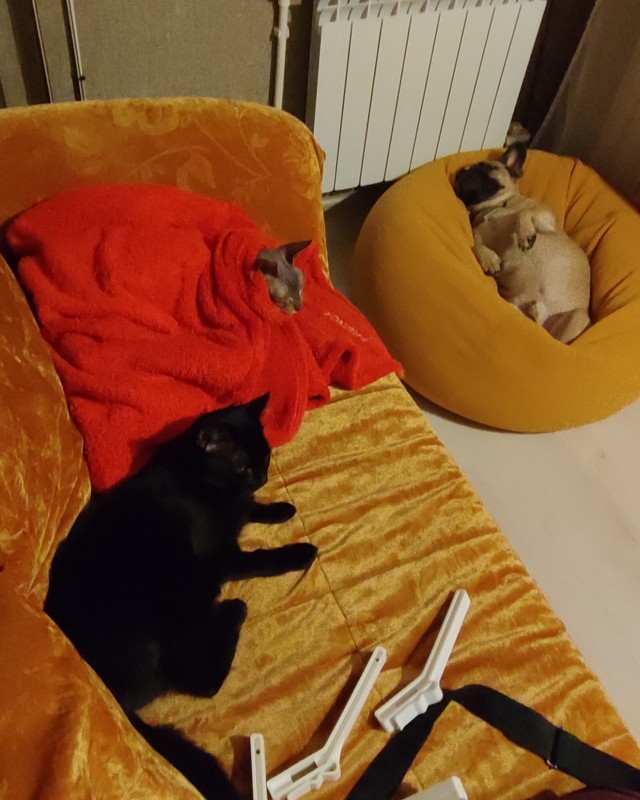 Котовторник 16.12.2025