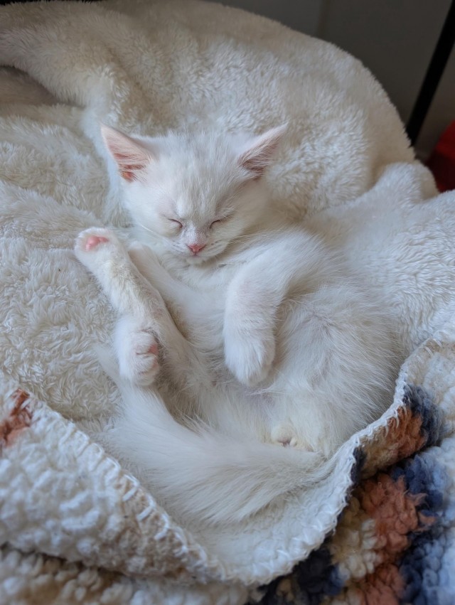 Маленькая милота для котовторника