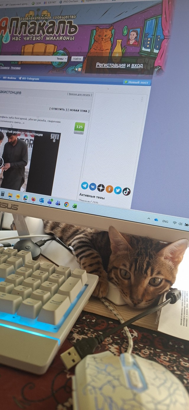 А котовторник уже пришёл?