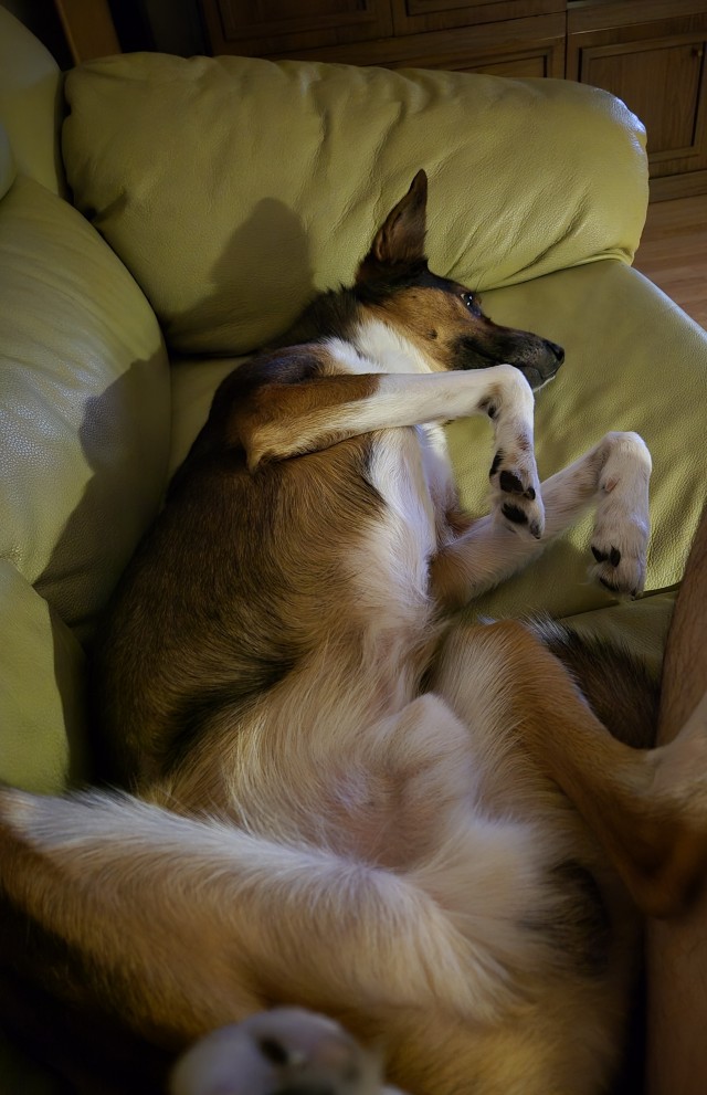 Собакочетверг же, но кошку из фото не выкинешь