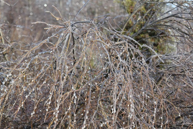 Ледяной дождь 03.05.24 (Лен.обл)