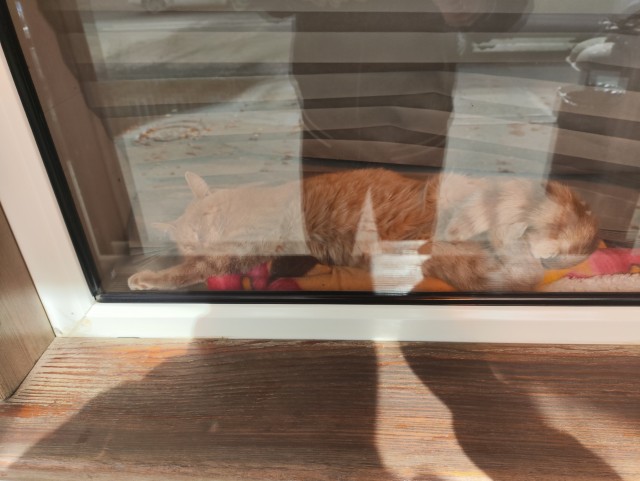 К котовторнику!