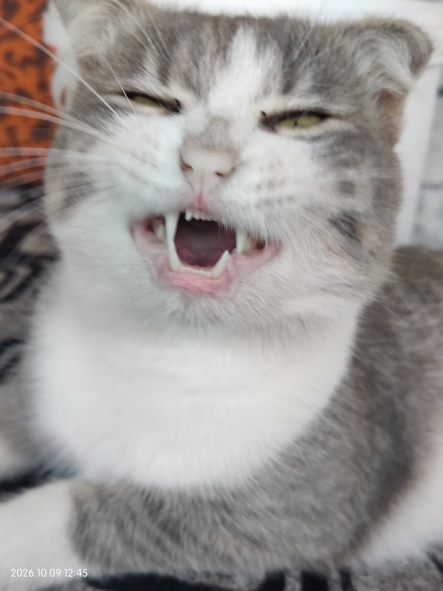 К-котовторник