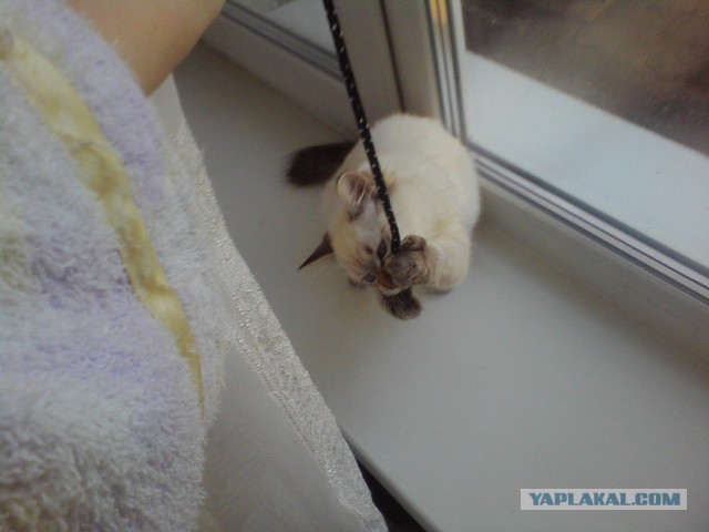 Котовторник 8.10.2013