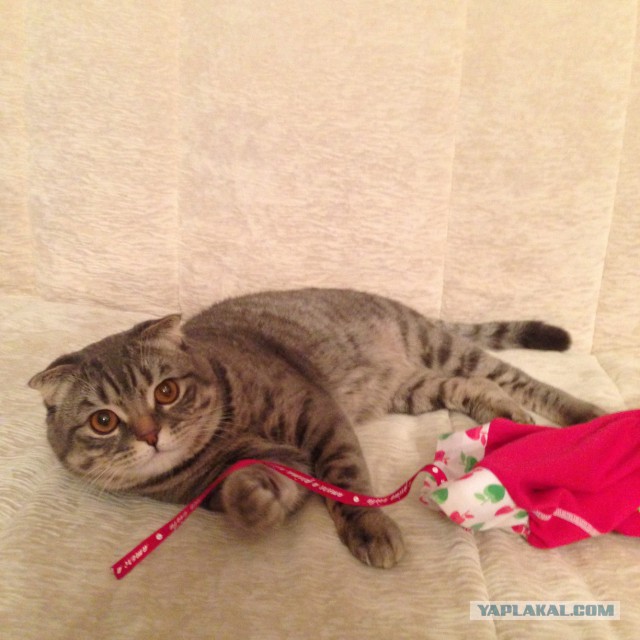 Котовторник   17.12.2013
