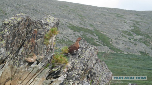 Горный Алтай, двухнедельный поход
