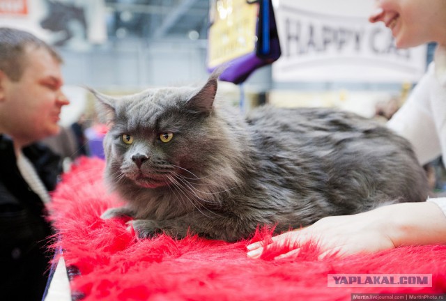 Международная выставка кошек Кэтсбург 2014
