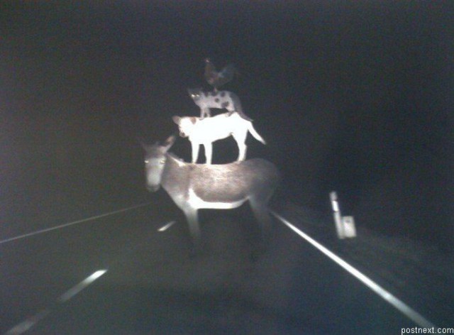 Весёлые картинки. Разбавим будни