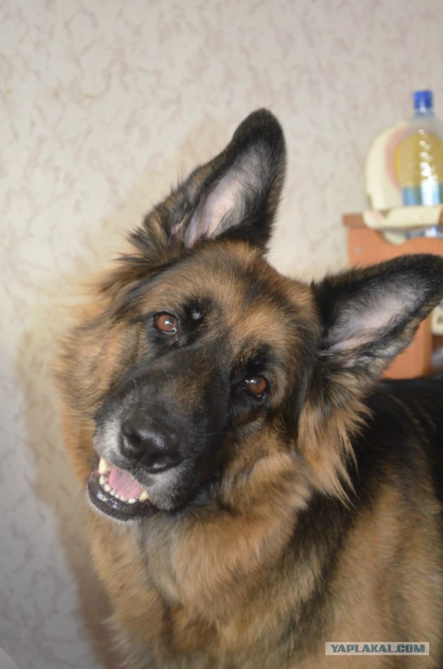 Мой собакен! Овчароид!