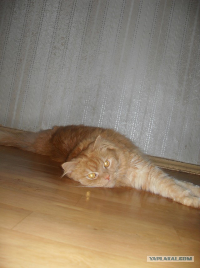 Котовторник  08.07.2014