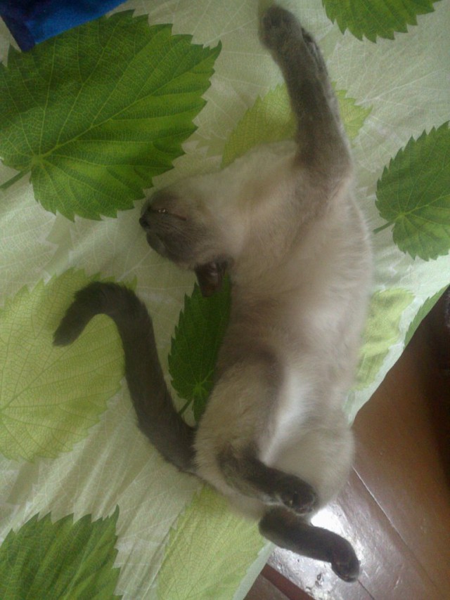 Котовторник 12.08.2014