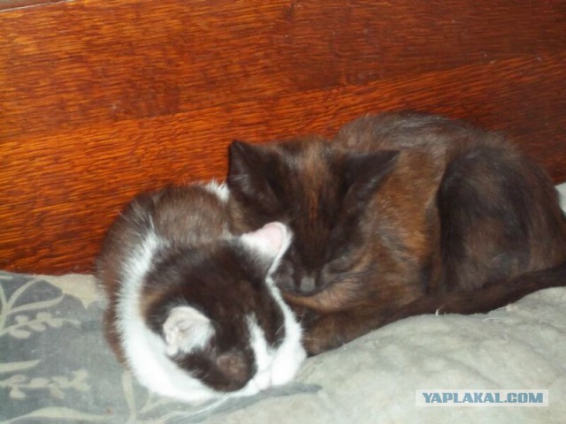 Жизнь домашнего приюта для котеек 22