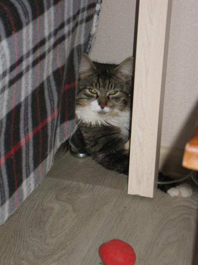 Котовторник 26.08.14.