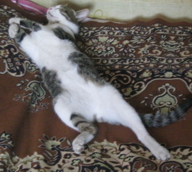 А как спит ваш кот?