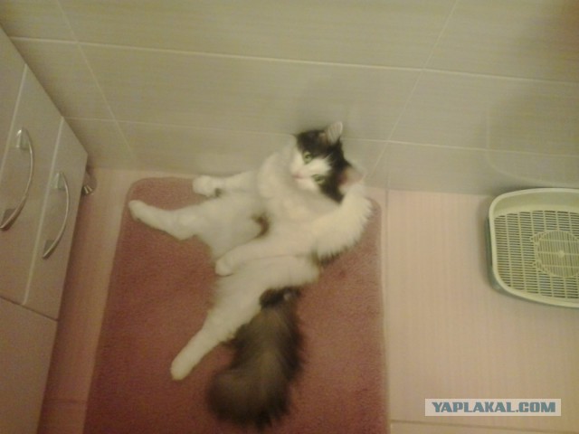 Котовторник 30.09.2014