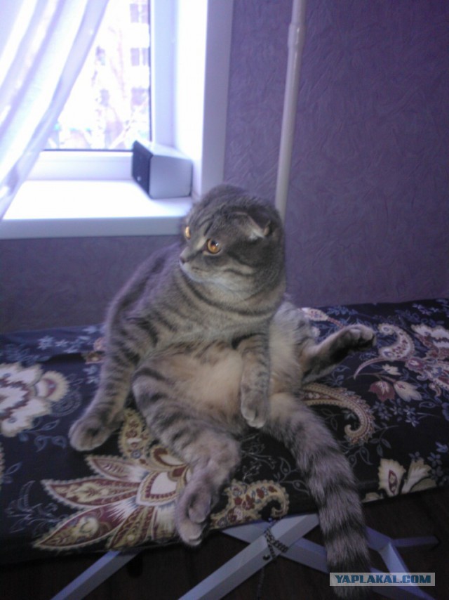 Котовторник 28.10.2014