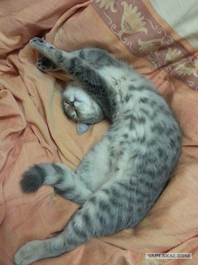 Котовторник 2.12.14