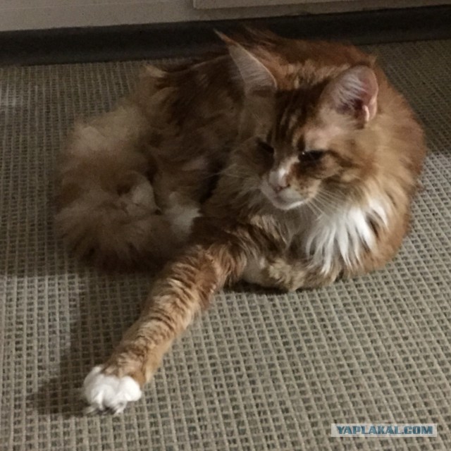 Котовторник 9.12.2014