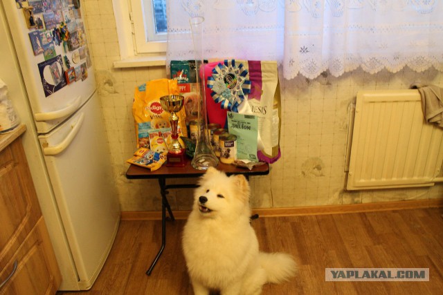 Самоедская лайка