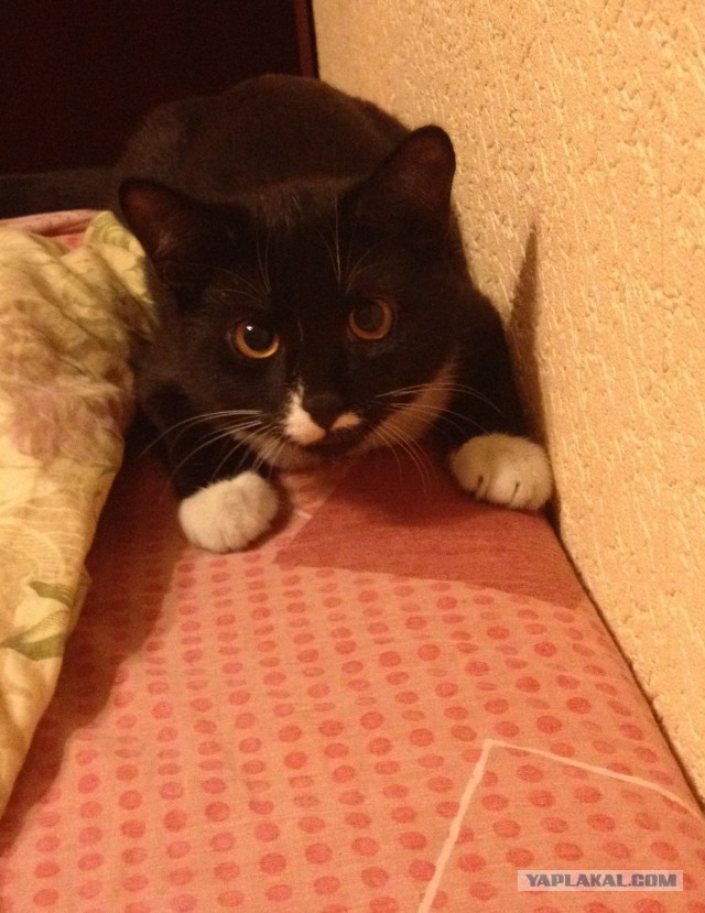 Котовторник