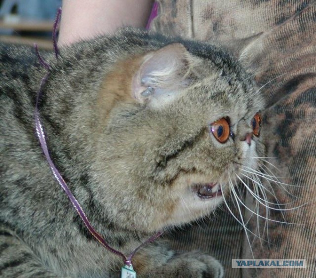 Котю огорчили! За ЧТОООО?