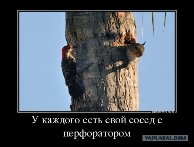 Удивительные фотки животных 15 штук