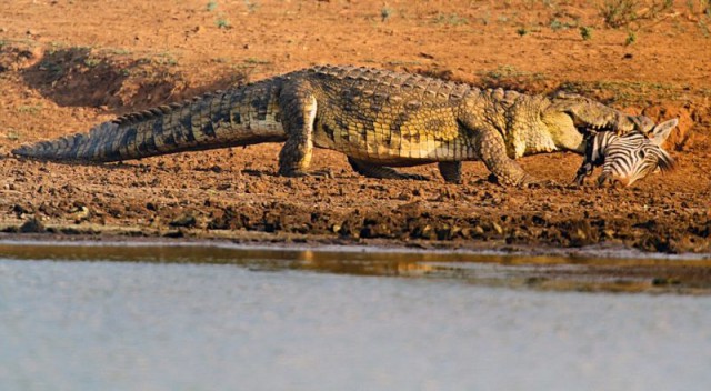 Крокодил с головой зебры спустился к бегемотам