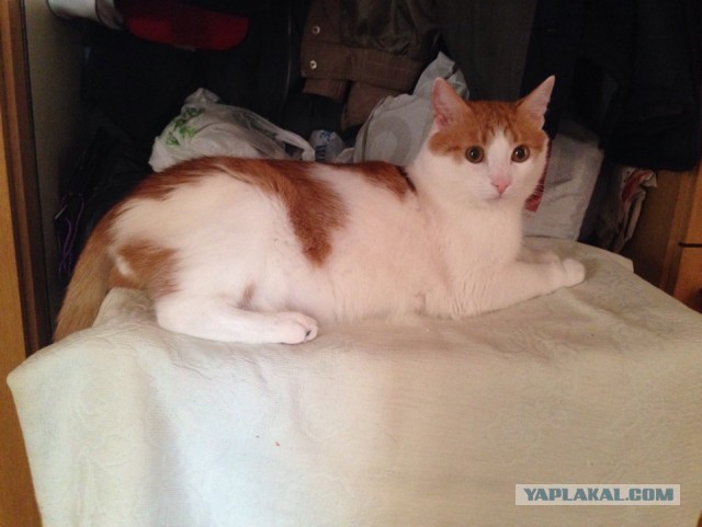Котовторник 14.07.2015