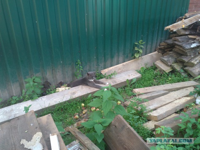 Котовторник 11.08.2015