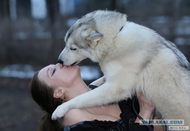 Пришёл серенький волчок...