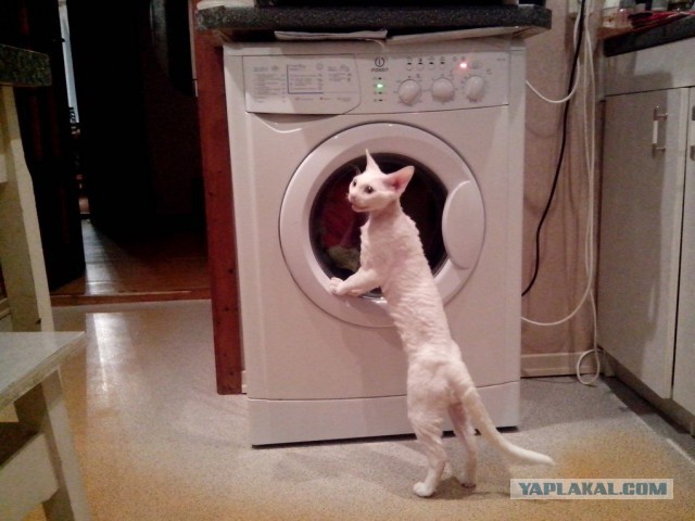 Котовторник  27.10.2015