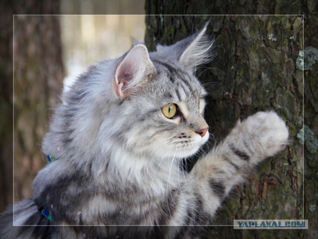 Кошки породы мейн-кун