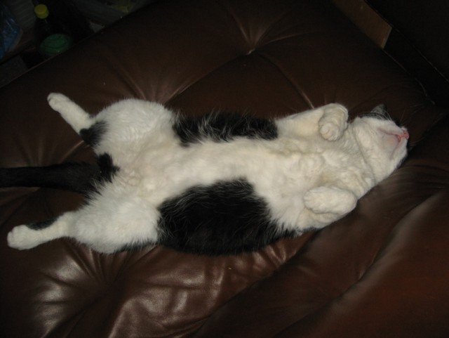 Пост невероятной кошачьей красоты. 25 фот.