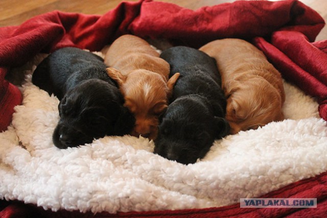 Собакочетверг