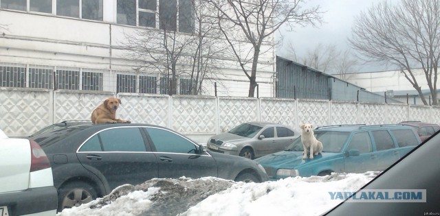 Прикольные картинки