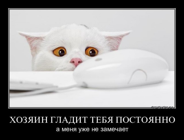 Демы к котовторнику!