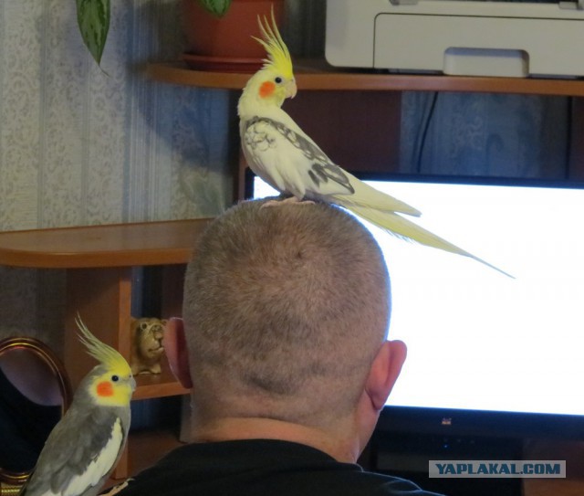 Что я поняла за неделю жизни с попугаем