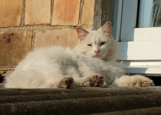 Котовторник 13.09.2016