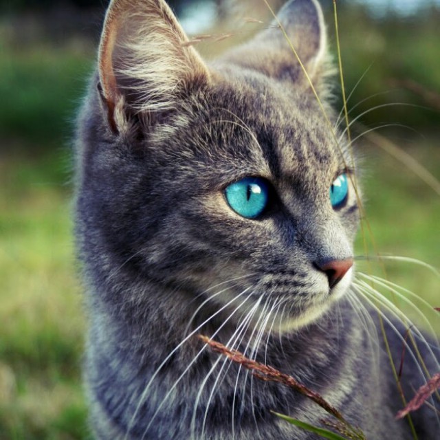Коты из сети