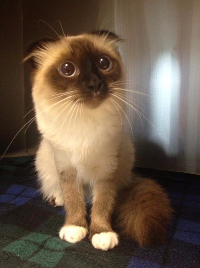 Коты из сети