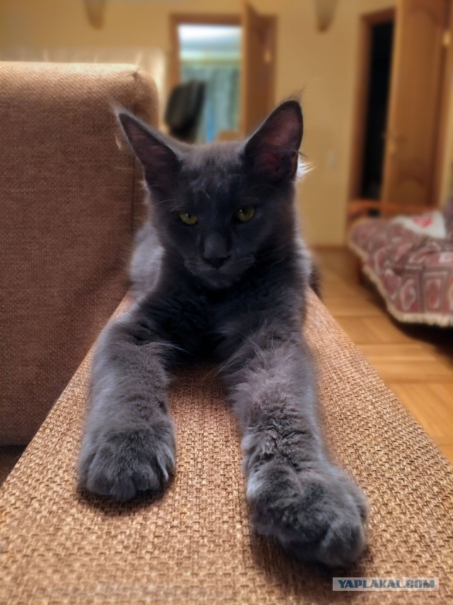 Котовторник 10.01.2017