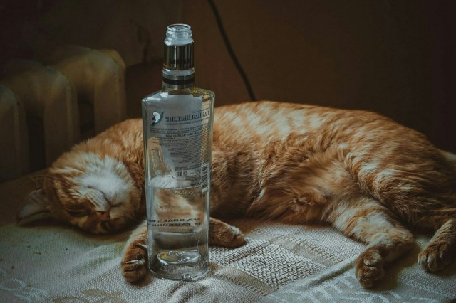 Коты из сети