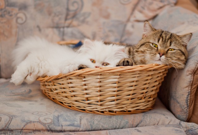 Коты из сети