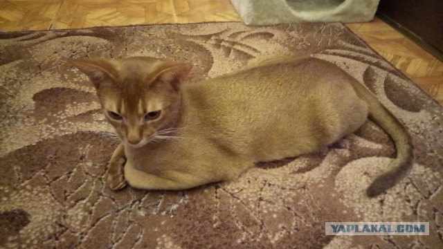 Котовторник 8.08.2017