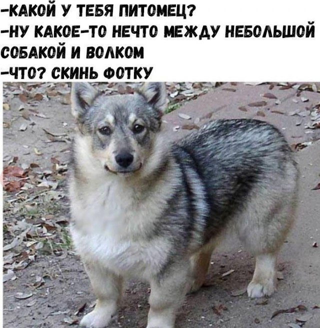 Порция картинок