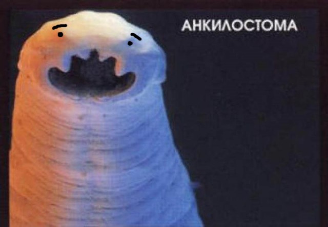 19  животных, которые могут тебя съесть